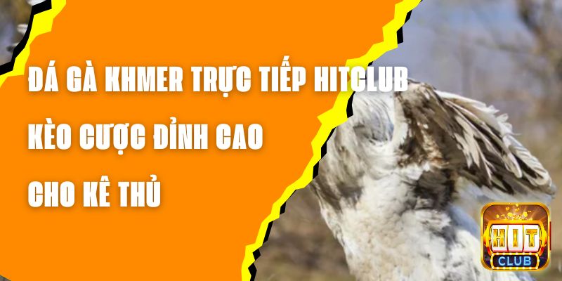 Đá Gà Khmer Trực Tiếp Hitclub - Kèo Cược Đỉnh Cao Cho Kê Thủ