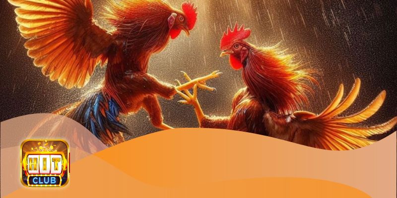 Tổng quan về kèo đá gà C3 trực tiếp tại nhà cái Hitclub