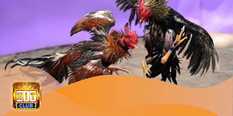 Lựa chọn kèo cược hợp lý dựa trên phân tích tình hình trận đấu