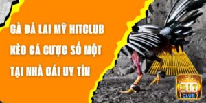Gà Đá Lai Mỹ Hitclub - Kèo Cá Cược Số Một Tại Nhà Cái Uy Tín