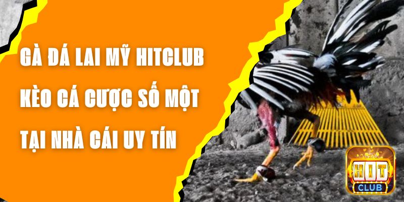 Gà Đá Lai Mỹ Hitclub - Kèo Cá Cược Số Một Tại Nhà Cái Uy Tín